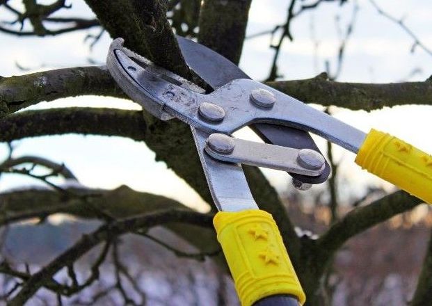 Step-by-Step Guide to Tree Pruning | 4 Seasons Arborscapes LLC