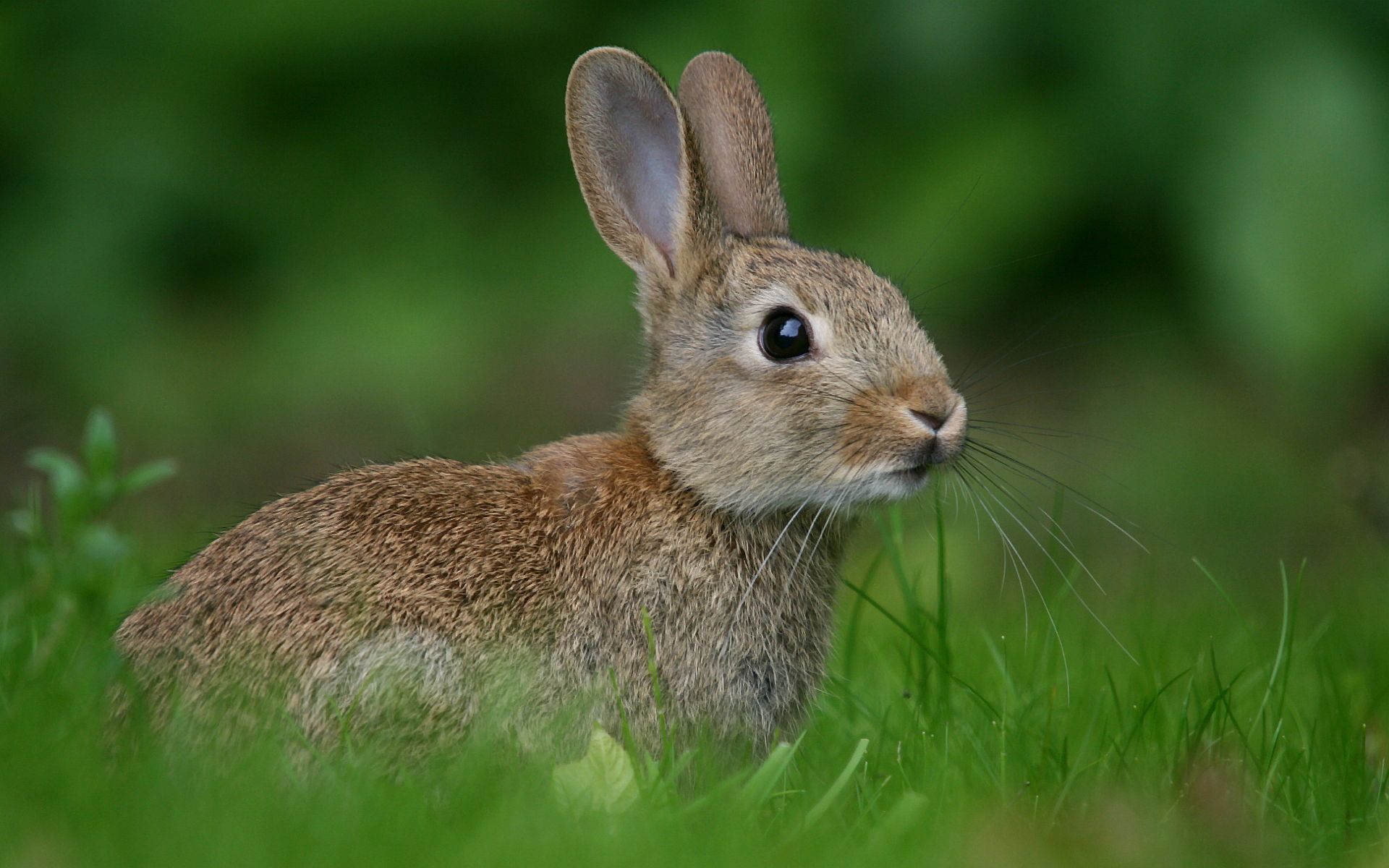 a small rabbit is sitting in the grass and looking at the camera