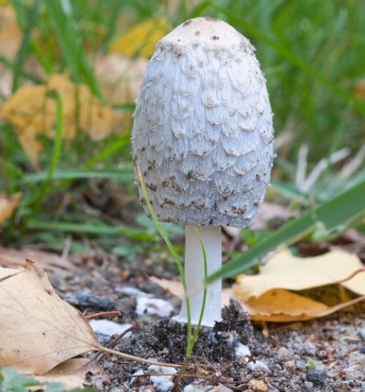 shaggy mane mushroom