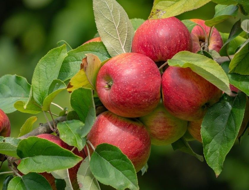 spur bearing apples on branch