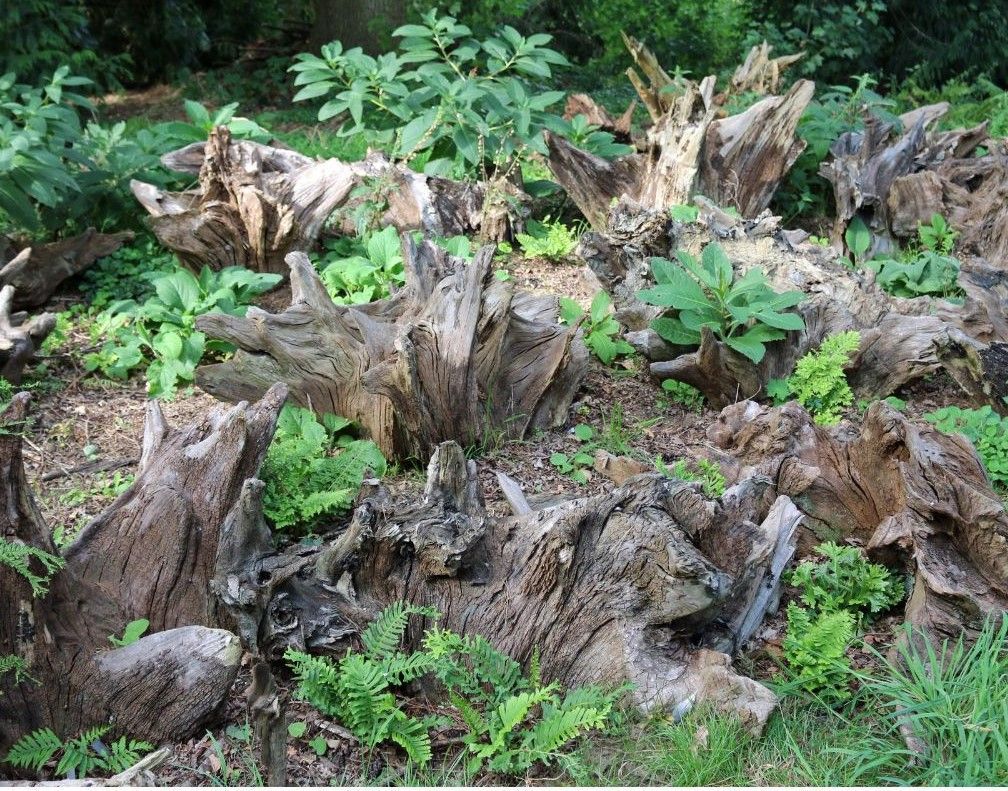 A pile of tree stump with plants growing out of them