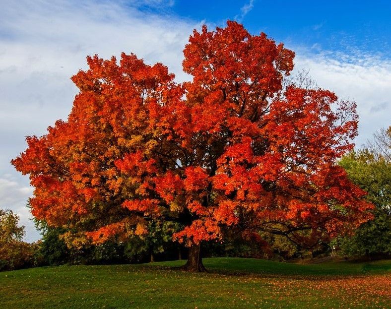 A large tree with red leaves in a field