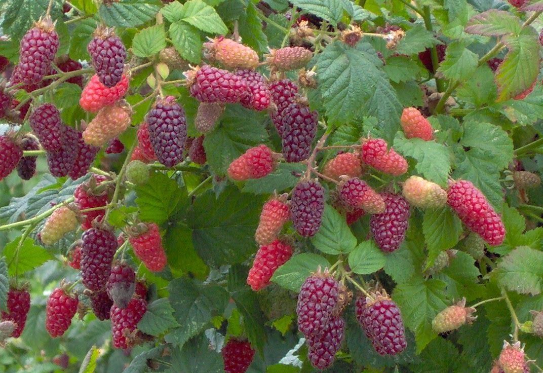 A bunch of raspberries are growing on a tree.