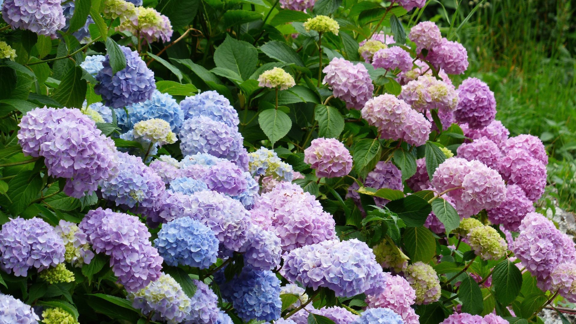 A bunch of different colored flowers are growing on a bush.