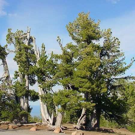 A group of trees with a blue sky in the background