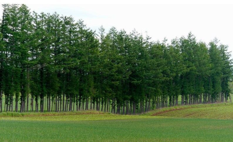 A lush green field surrounded by tall trees.