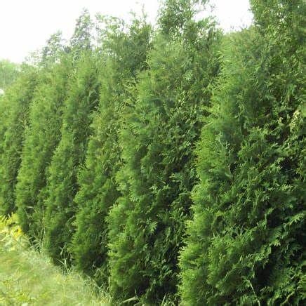 A row of tall green trees growing in a field.