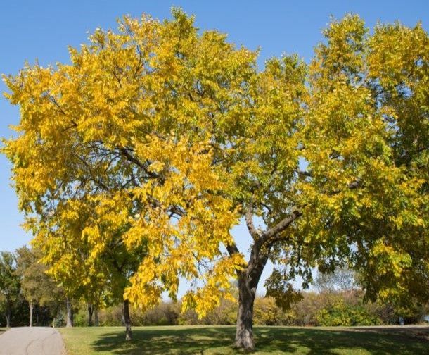 American Elm Tree