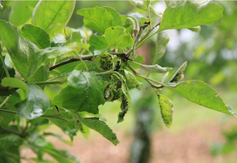 aphids on an apple