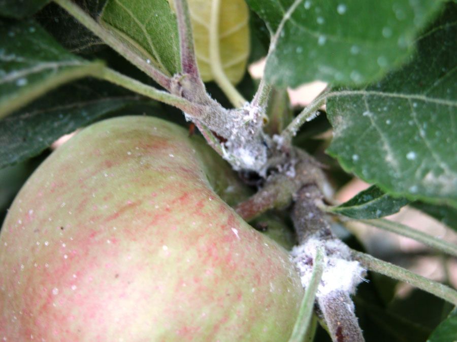 aphids on an apple