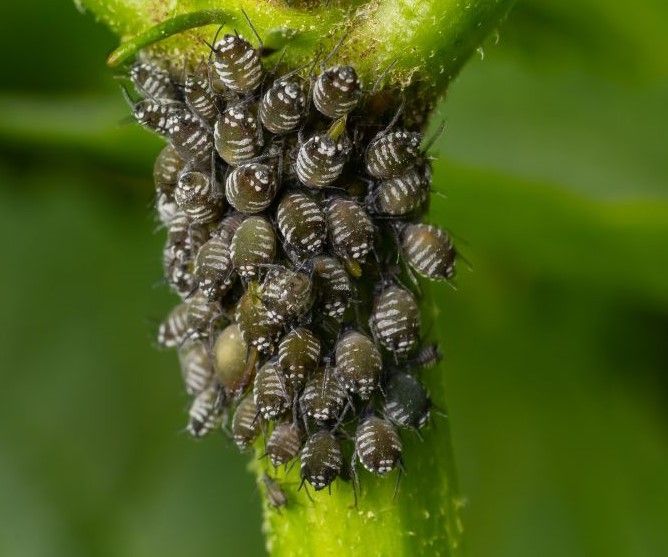 A close up of a bunch of aphids on a green plant.