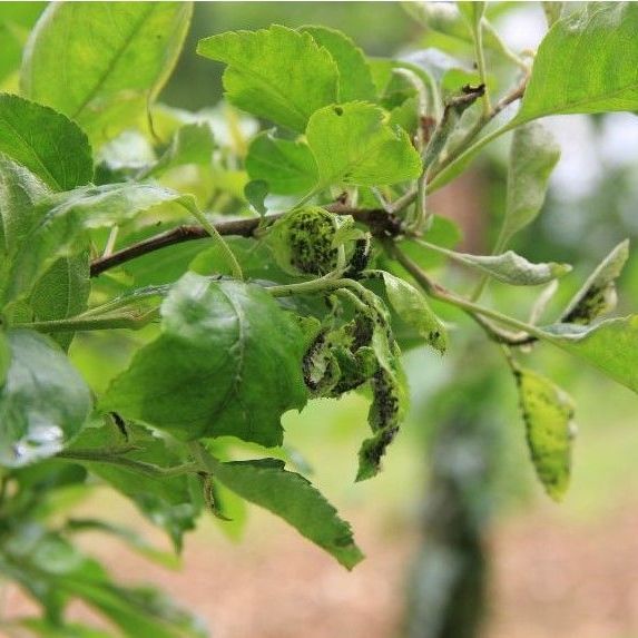 aphids on an apple