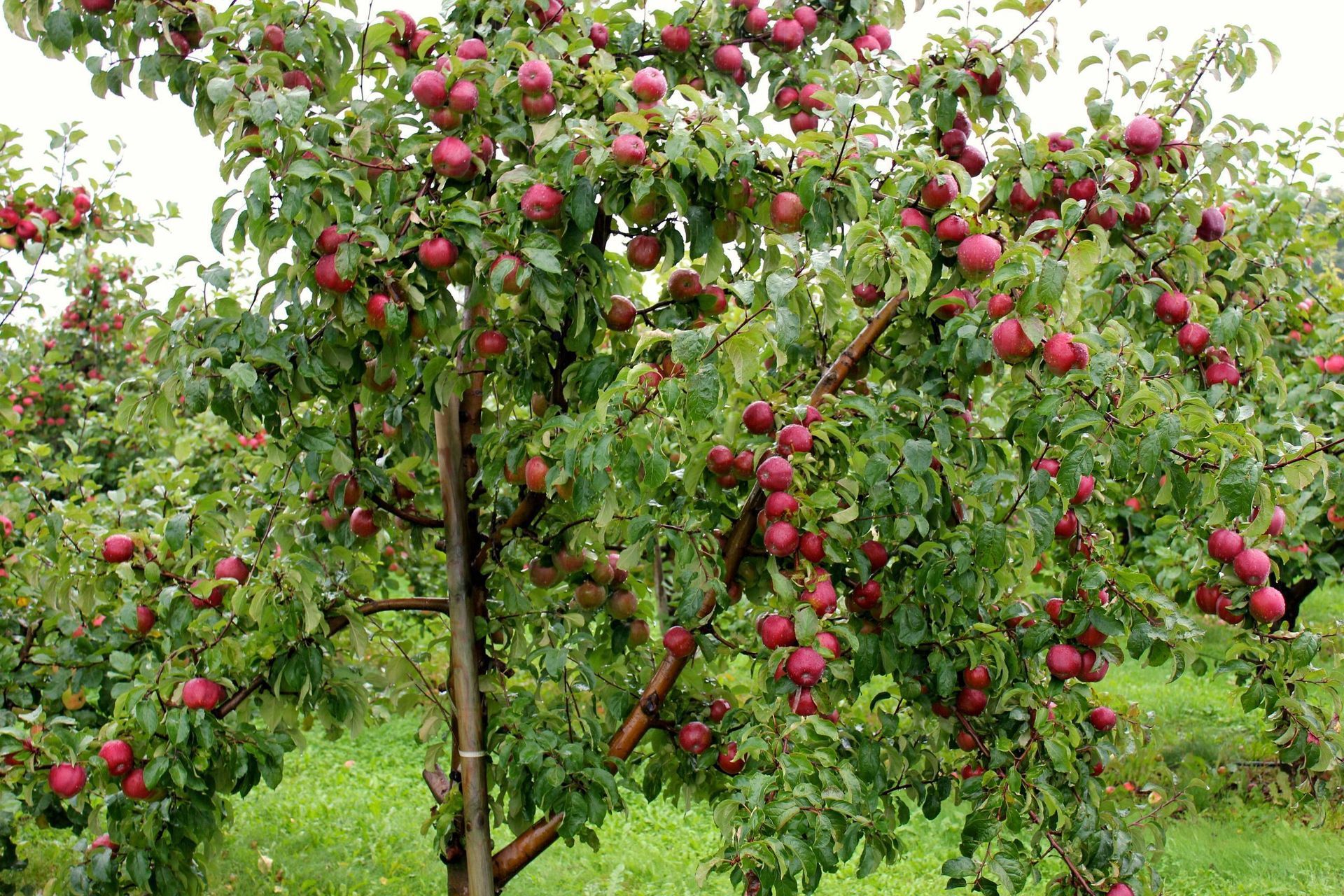 apple tree in orchard