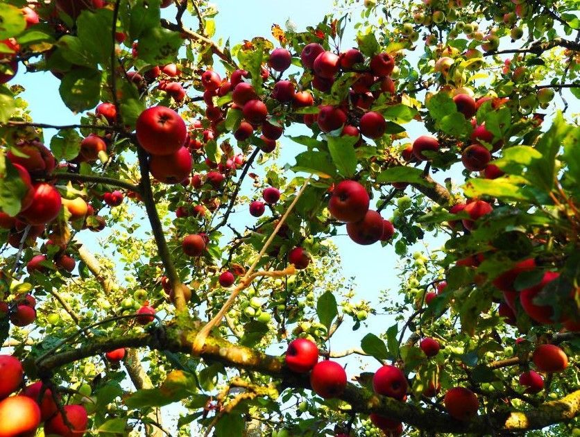 apple tree in orchard