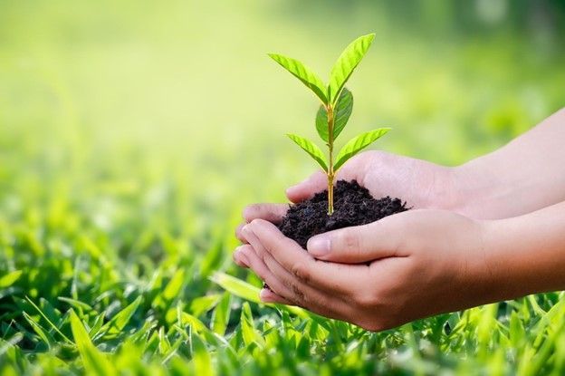 A person is holding a small plant in their hands.