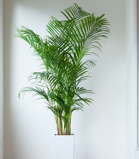 A tall palm tree sitting in front of a white wall.