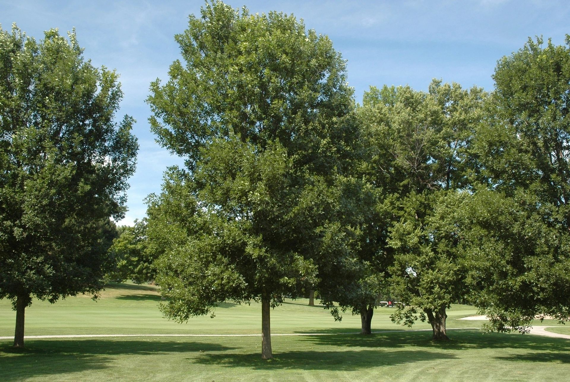Several ash trees on a golf course