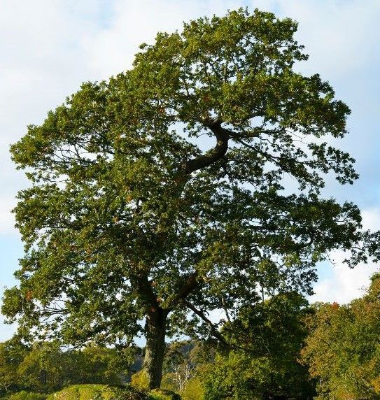 ash tree 