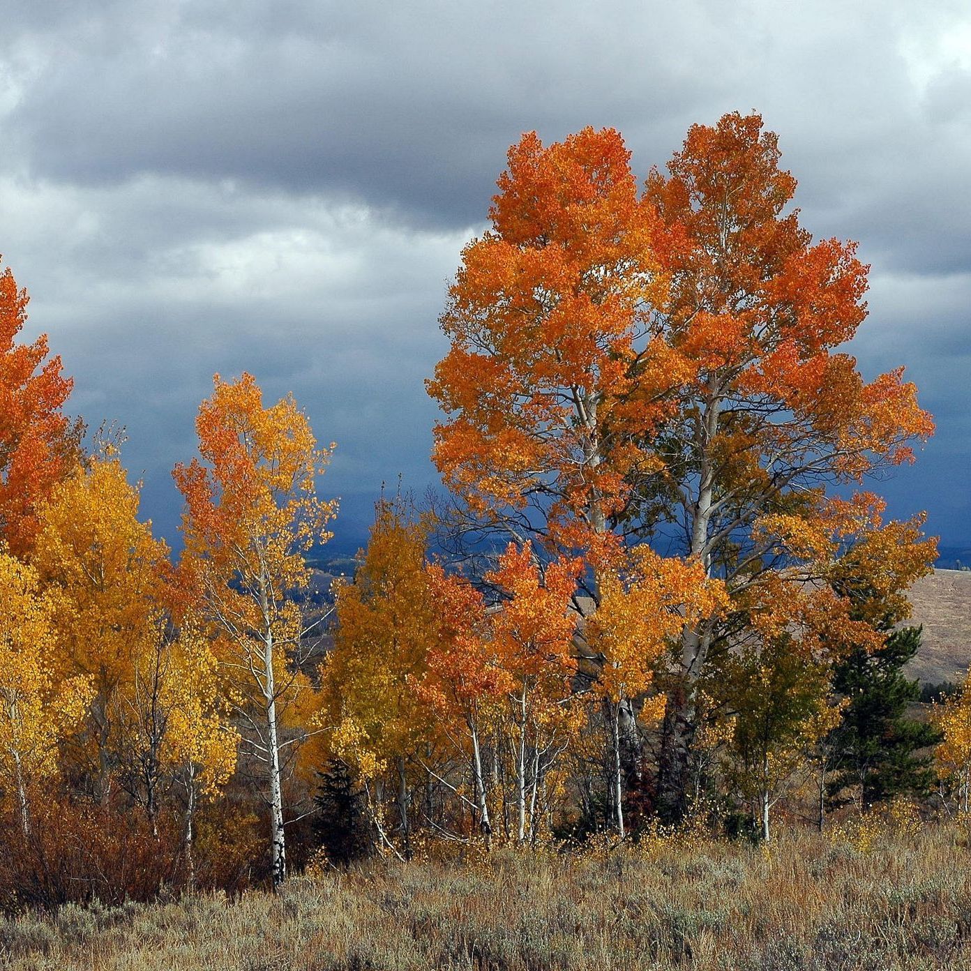 A row of trees with orange leaves on a cloudy day