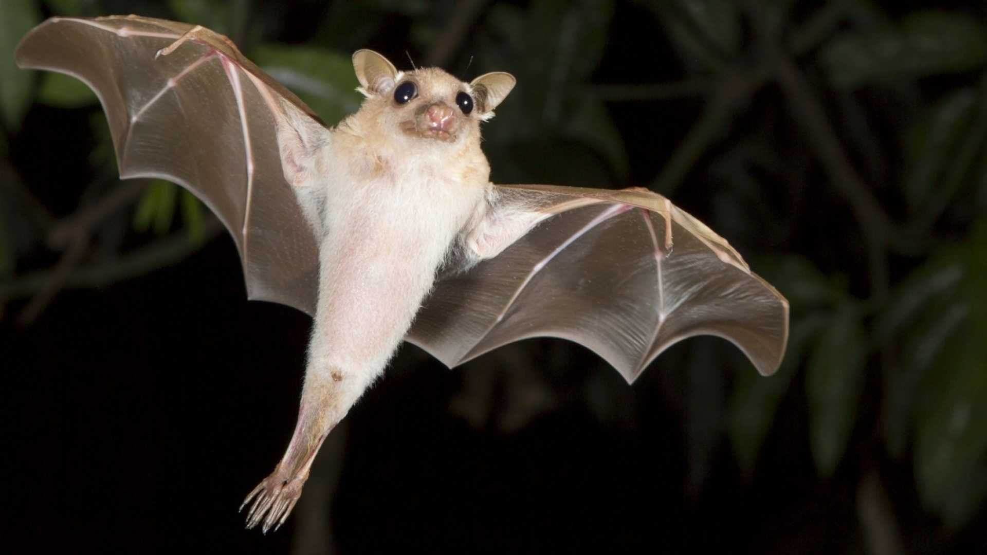 a white bat is flying in the dark with its wings spread