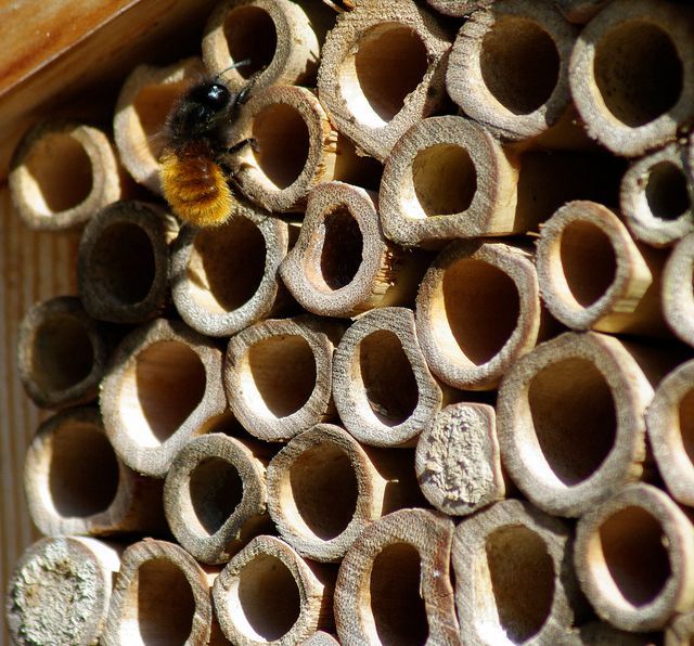 rolls of paper to house bees