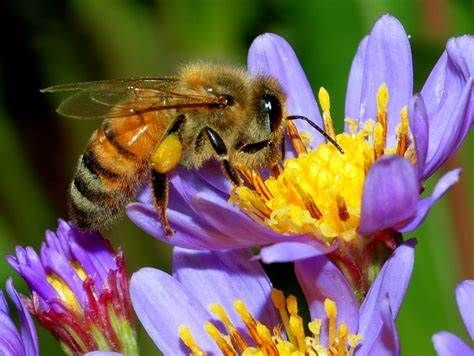 bee pollinating flowers