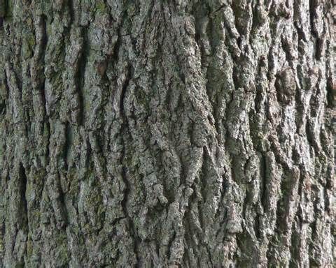 black walnut bark