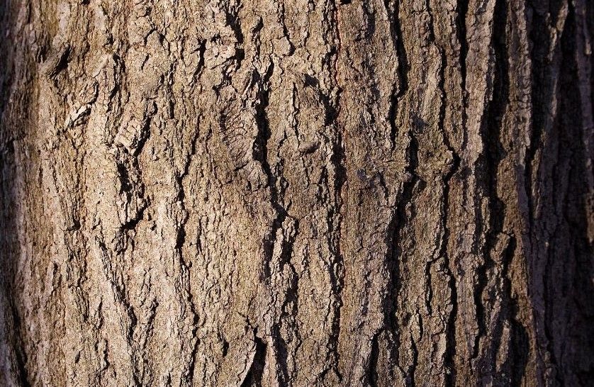 black walnut bark