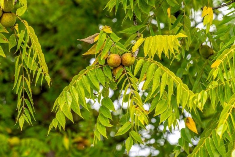 black walnut nuts