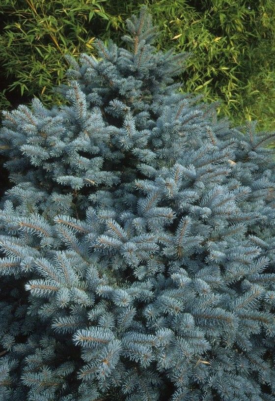 Blue Spruce