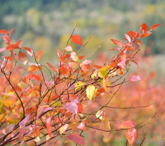 blueberry bush in the fall