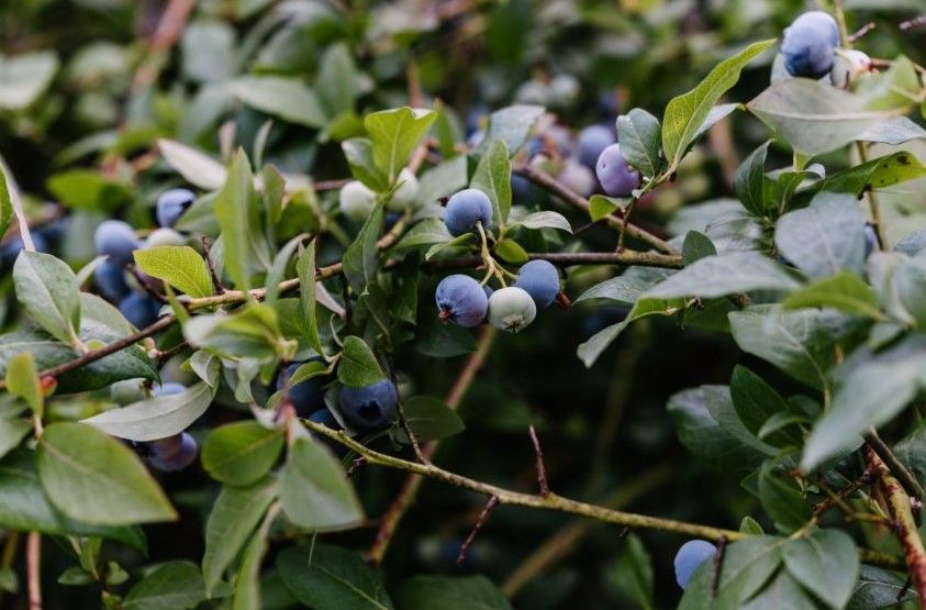 backyard blueberry bush