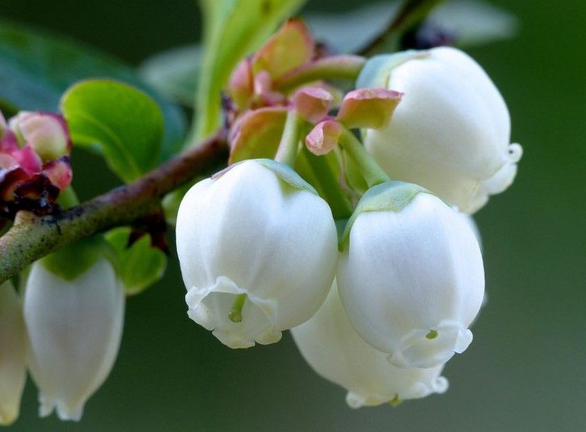 white flowers