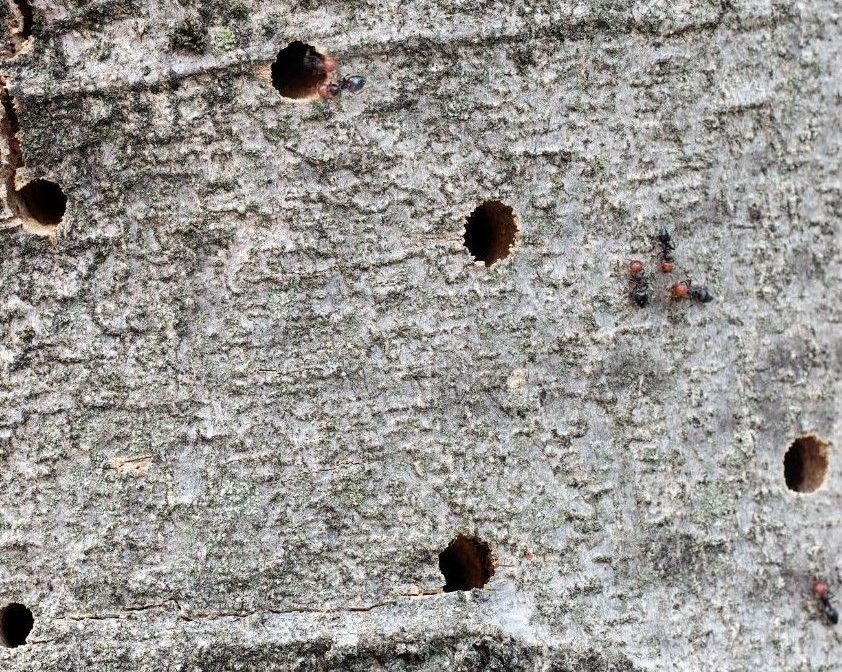 A close up of a wooden surface with holes in it.