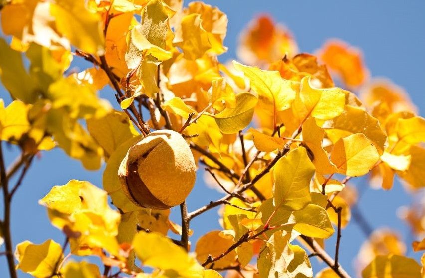 Buckeye Tree