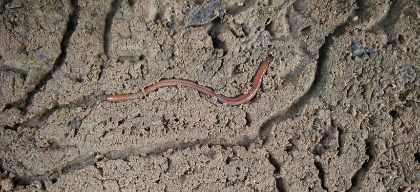 worm burrowing in dirt
