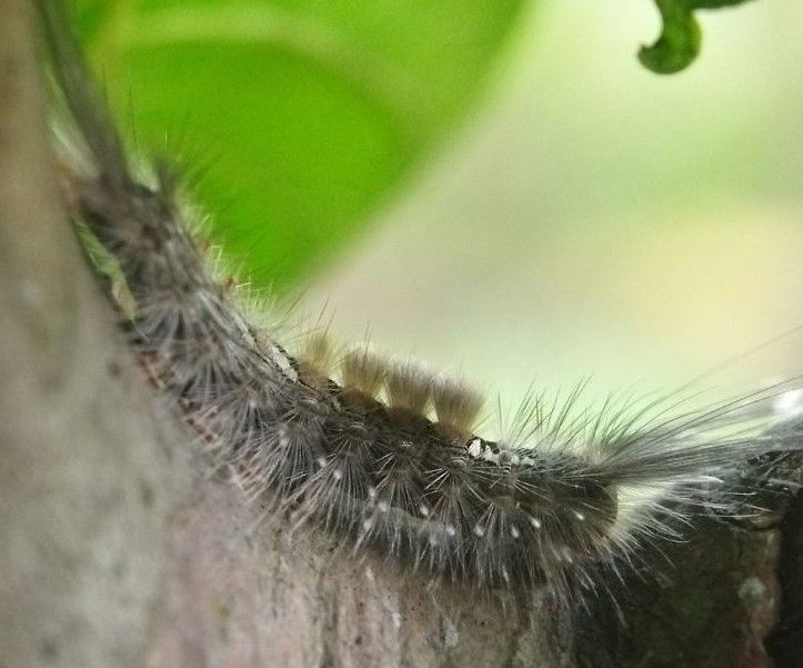 A close up of a caterpillar crawling on a tree branch.