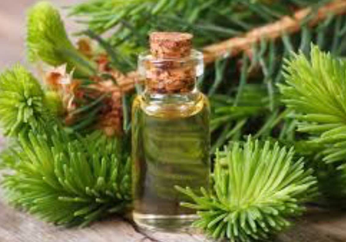 A bottle of essential oil is surrounded by pine branches on a wooden table.