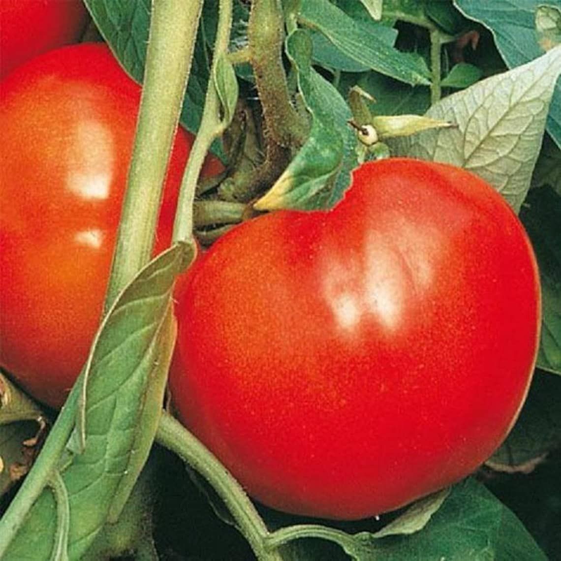 celebrity tomato