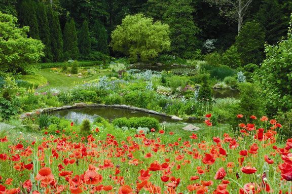 A field of red poppies in a garden with a pond in the background.