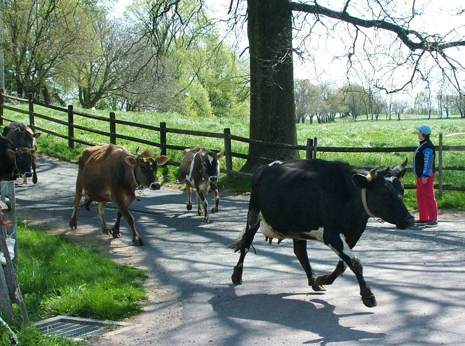 A group of cows are walking down a dirt road