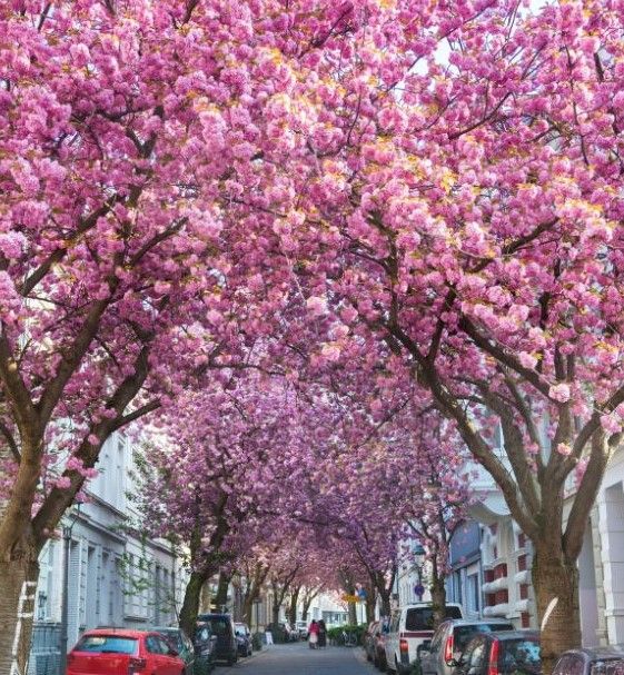 A row of cars are parked under a canopy of cherry blossom trees