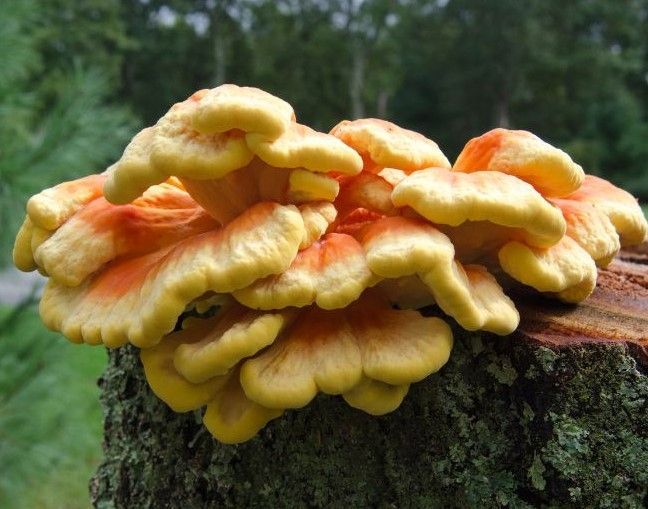 chicken of the woods mushroom