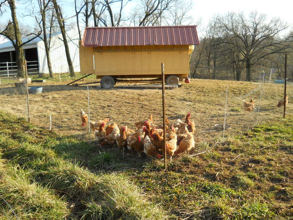 A group of chickens are standing in a field in front of a chicken coop.