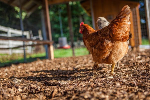 A brown chicken is standing on a pile of wood chips in a chicken coop.