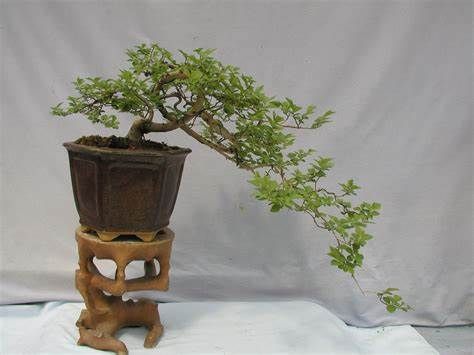 cascade style bonsai