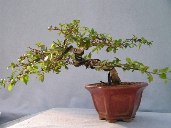semicascade style bonsai