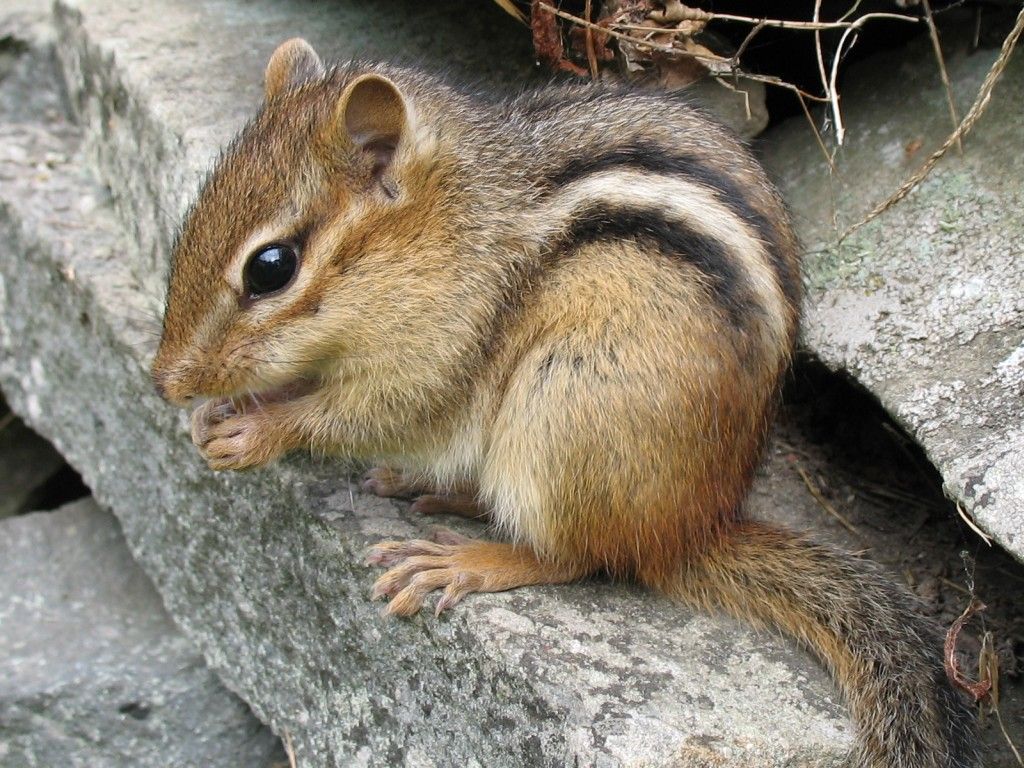 a chipmunk sitting on a rock eating something