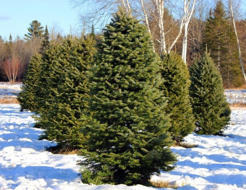 A row of christmas trees in a snowy field