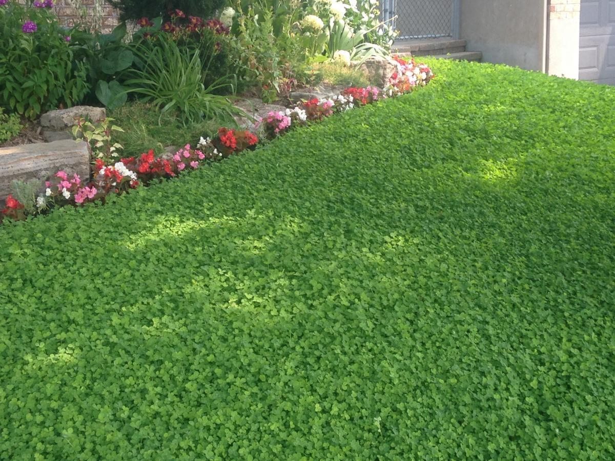 A lush green lawn with flowers in the background.